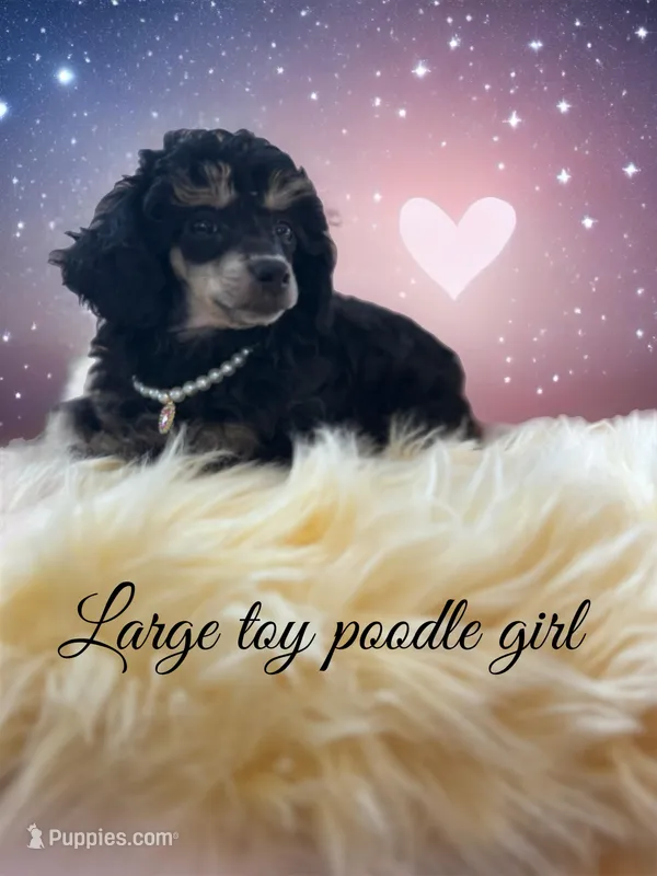 Toy girl phantom  – Poodle - Toy  puppy for sale in Flint, MI