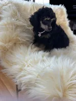 Toy girl phantom , a female Poodle - Toy  for sale in Flint, MI – Photo 3 of 6