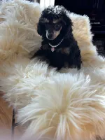 Toy girl phantom , a female Poodle - Toy  for sale in Flint, MI – Photo 5 of 6