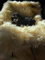 Toy girl phantom , a female Poodle - Toy  for sale in Flint, MI – Photo 6 of 6