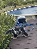 Merle, a male Miniature Schnauzer for sale in Flint, MI – 3 of 6