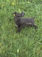 Toy Girl , a female Miniature Schnauzer for sale in Flint, MI – 2 of 5
