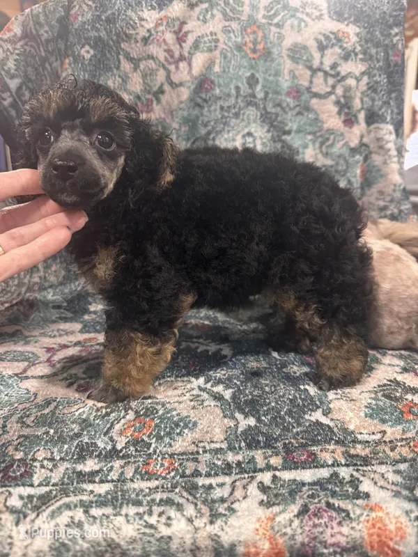 Arthur – Poodle - Toy  puppy for sale in Flint, MI