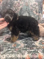Arthur, a male Poodle - Toy  for sale in Flint, MI – 1 of 4