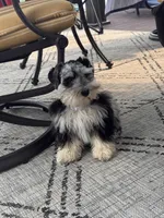 Merle, a male Miniature Schnauzer for sale in Flint, MI – 5 of 6