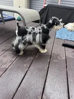 Merle, a male Miniature Schnauzer for sale in Flint, MI – 6 of 6