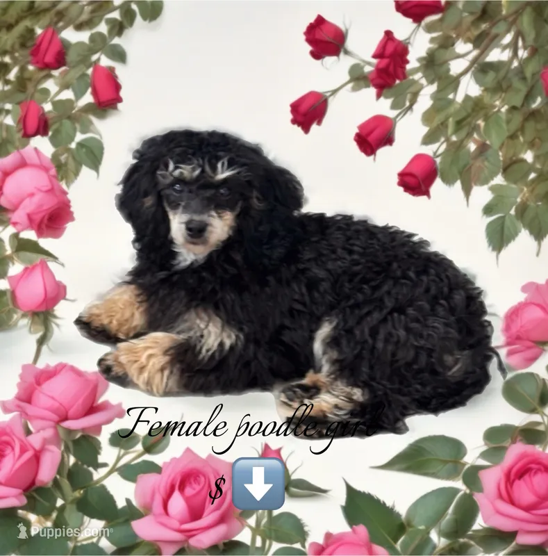 Toy girl phantom  – Poodle - Toy  puppy for sale in Flint, MI