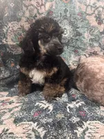 Arthur, a male Poodle - Toy  for sale in Flint, MI – 3 of 4
