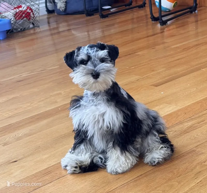 Merle – Miniature Schnauzer puppy for sale in Flint, MI