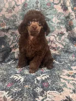 Brown male, a male Poodle - Toy  for sale in Flint, MI – 7 of 9