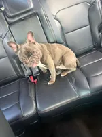 Sky, a female French Bulldog for sale in Peachtree Corners, GA – 6 of 6