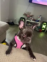 Sky, a female French Bulldog for sale in Peachtree Corners, GA – 4 of 6