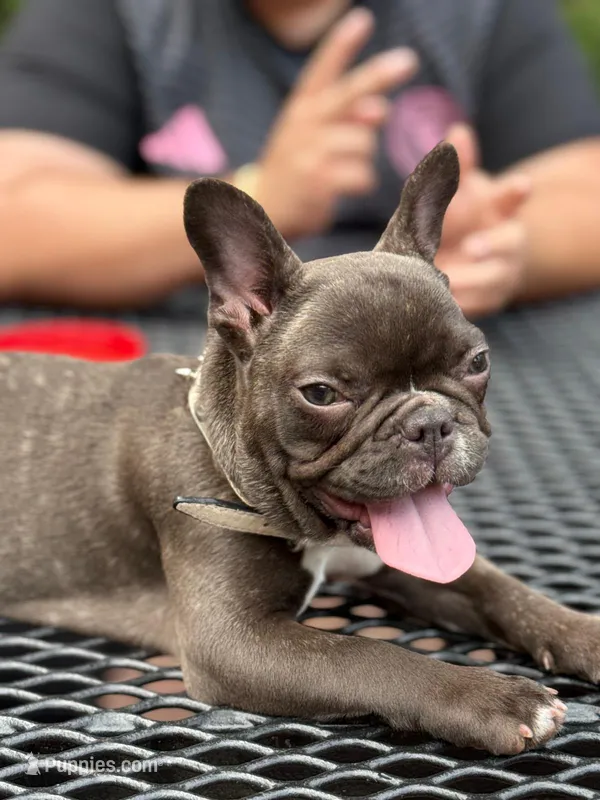 Sky – French Bulldog puppy for sale in Peachtree Corners, GA