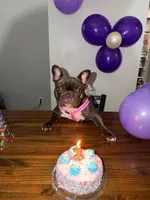 Sky, a female French Bulldog for sale in Peachtree Corners, GA – 5 of 6