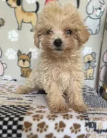 Gus, a male Maltipoo for sale in Stilwell, OK – 3 of 10