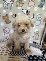 Doug, a male Poodle - Toy  for sale in Stilwell, OK – 2 of 5