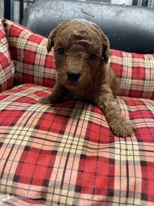 Ruby – Poodle - Toy  puppy for sale in Stilwell, OK
