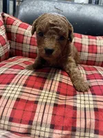 Ruby, a female Poodle - Toy  for sale in Stilwell, OK – 1 of 1