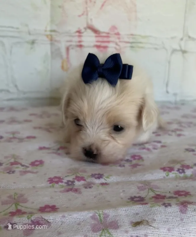 Zinnia, a female Maltipoo for sale in Stilwell, OK – Photo 1 of 5