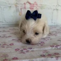 Zinnia, a female Maltipoo for sale in Stilwell, OK – Photo 3 of 10