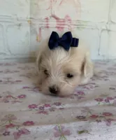 Zinnia, a female Maltipoo for sale in Stilwell, OK – Photo 1 of 5