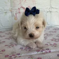 Zinnia, a female Maltipoo for sale in Stilwell, OK – Photo 8 of 10