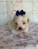 Zinnia, a female Maltipoo for sale in Stilwell, OK – Photo 3 of 5