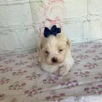 Zinnia, a female Maltipoo for sale in Stilwell, OK – Photo 2 of 5