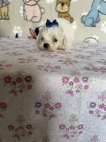 Zinnia, a female Maltipoo for sale in Stilwell, OK – Photo 7 of 10