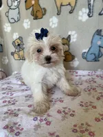 Zinnia, a female Maltipoo for sale in Stilwell, OK – Photo 2 of 10