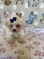 Zinnia, a female Maltipoo for sale in Stilwell, OK – Photo 1 of 10