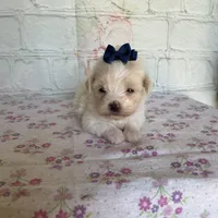 Zinnia, a female Maltipoo for sale in Stilwell, OK – Photo 6 of 10