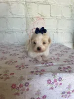 Zinnia, a female Maltipoo for sale in Stilwell, OK – Photo 5 of 5