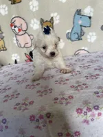 Zinnia, a female Maltipoo for sale in Stilwell, OK – Photo 9 of 10