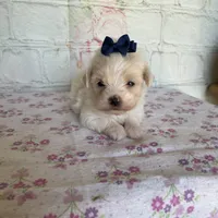 Zinnia, a female Maltipoo for sale in Stilwell, OK – Photo 4 of 10