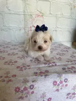 Zinnia, a female Maltipoo for sale in Stilwell, OK – Photo 4 of 5