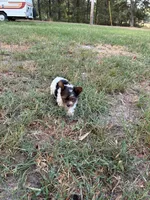 Yorkie boy , a male Yorkshire Terrier for sale in Stilwell, OK – 3 of 4