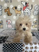 Gus, a male Maltipoo for sale in Stilwell, OK – 3 of 6