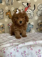 AKC Ruby, a female Poodle - Toy  for sale in Stilwell, OK – 6 of 10