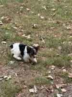 Yorkie boy , a male Yorkshire Terrier for sale in Stilwell, OK – 4 of 4