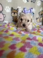 Stella, a female Maltipoo for sale in Stilwell, OK – 2 of 2
