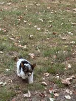 Yorkie boy , a male Yorkshire Terrier for sale in Stilwell, OK – 2 of 4