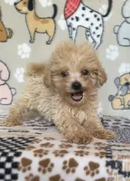 Gus, a male Maltipoo for sale in Stilwell, OK – 2 of 10