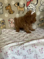 AKC Ruby, a female Poodle - Toy  for sale in Stilwell, OK – 9 of 10