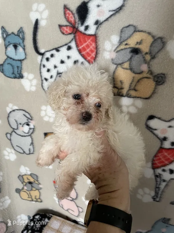 Dash – Maltipoo puppy for sale in Stilwell, OK
