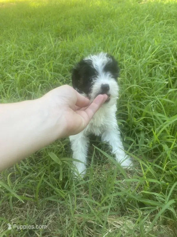 Girl #1 – Yorkipoo, Poodle - Toy  puppy for sale in Stilwell, OK