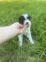 Girl #1, a female Yorkipoo and Poodle - Toy  for sale in Stilwell, OK – 1 of 2
