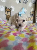 Skylar, a female Maltipoo for sale in Stilwell, OK – 3 of 3
