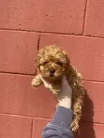 Lacy, a female Poodle - Toy  for sale in Stilwell, OK – Photo 1 of 2