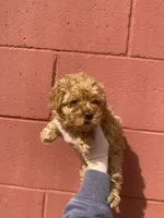 Lacy, a female Poodle - Toy  for sale in Stilwell, OK – Photo 2 of 2